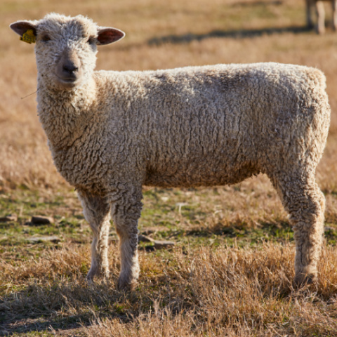 A white faced ewe lamb standing in a dormant pasture.