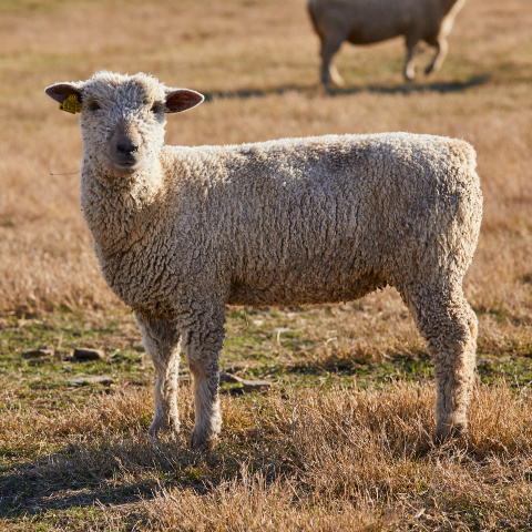 A Southdown sheep stands alone in a pasture.