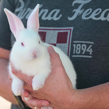 image of rabbit being held