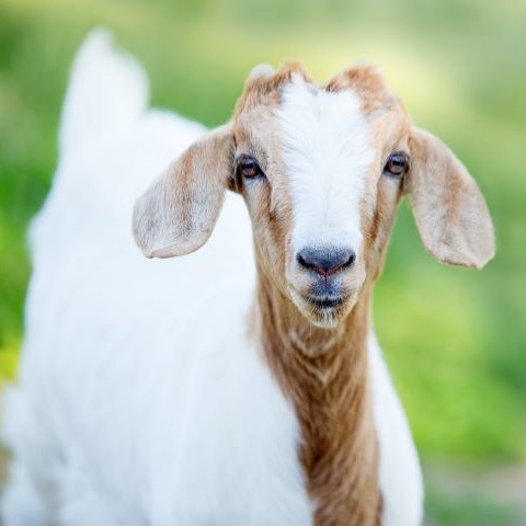 A young, brown and white goat looking forward while standing in a pasture.