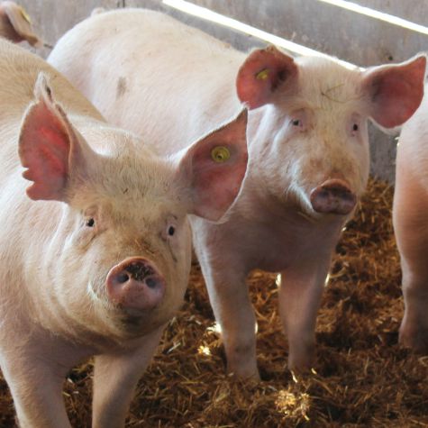 image of sows keeping proper body scores
