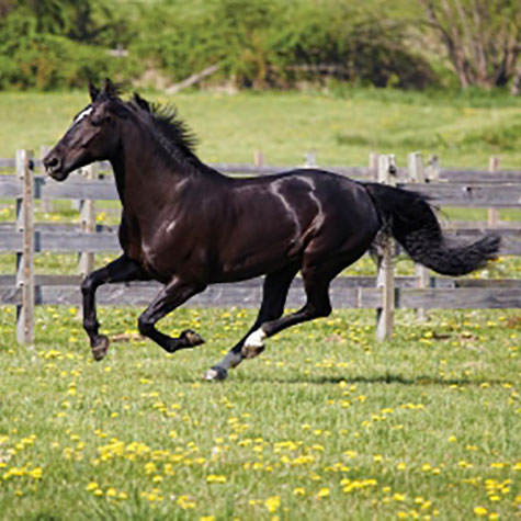 image of a horse with a shiny coat