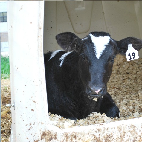 image of a healthy dairy calf