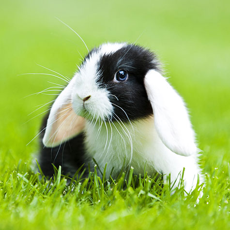 image of a rabbit preparing for changing seasons