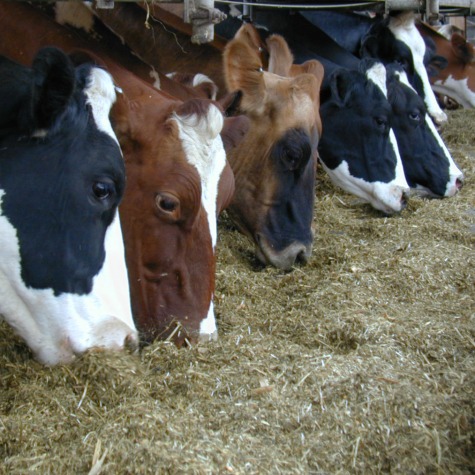 image of dairy cattle battling heat stress