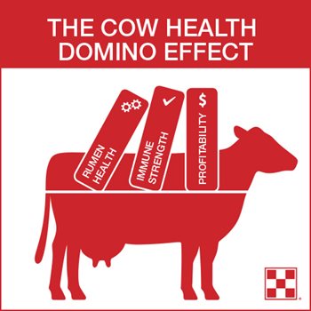 The cow health domino effect: rumen health, along with an appropriate immune response, can lead to increased profit potential.