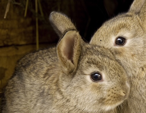 alfalfa hay and timothy hay are commonly fed to rabbits