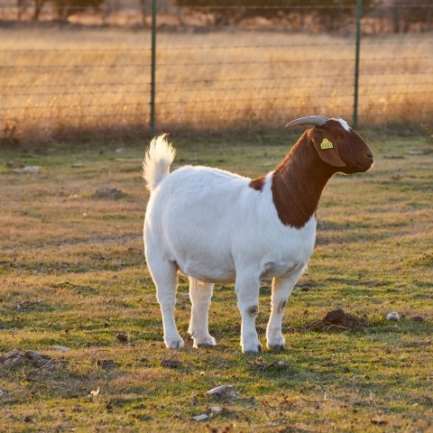 A single red-faced Boer goat doe standing in a dormant pasture.