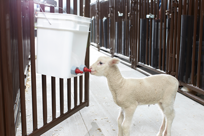 Young lamb stands in front of a pen drinking milk replacer from a bucket.