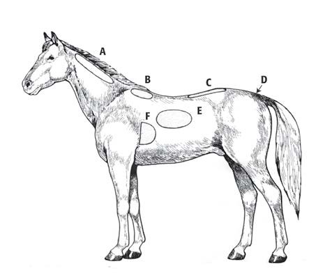 horse body condition scoring diagram