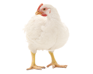 Commercial Poultry Broiler Image