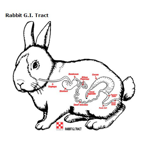 image of the rabbit digestive tract diagram
