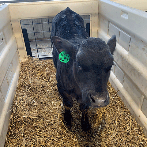 Black calf in a pen with straw