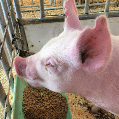 An alert grower pig with notched ears looks out of her pen over a feeder full of pelleted pig feed.
