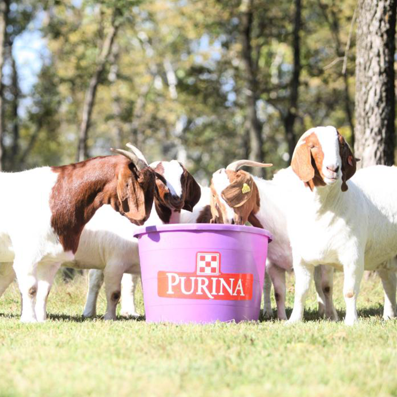 image of goats eating from a Purina tub
