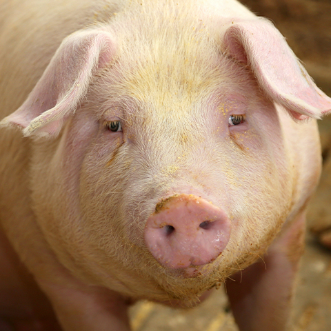 Close-up of sow face looking directly at you.