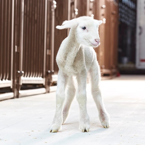 A young lamb stands in the ailse of a barn with animal pens in the background.