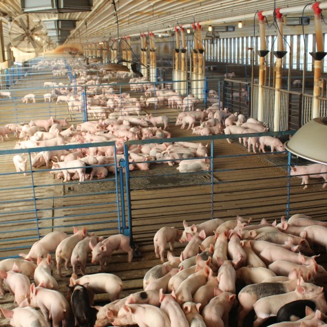 image of a pig nursery barn