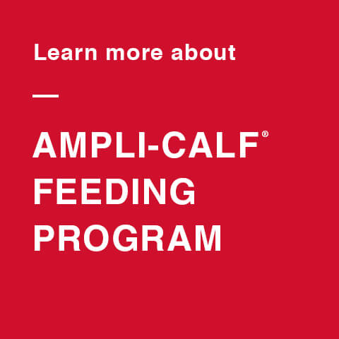 AMPLI-CALF dairy three-step feeding program