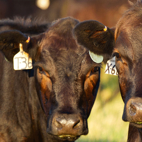 Two dark grown dairy-beef standing together looking forward.