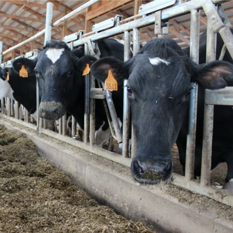 reducing heat stress on reproduction in dairy cattle