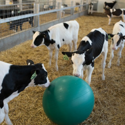 Night Hawk Dairy's calf feeding program
