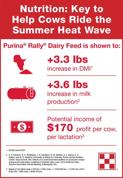 Dry cow nutrition is key to reduce effects of dry cow heat stress.