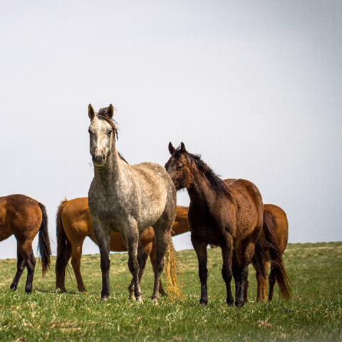 Horse feed palatability can affect your time, money and your horse’s nutrition.