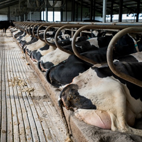 dairy cows lay down for comfort