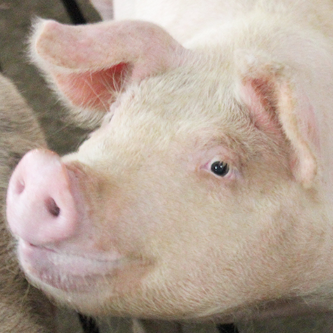 Prevent symptoms of heat stress in growing pigs