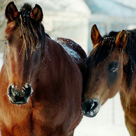 image of two horses in winter