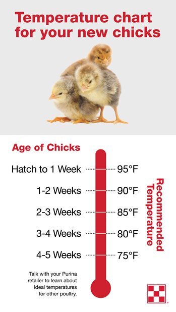 Temperature chart for baby chicks provided by Purina Poultry