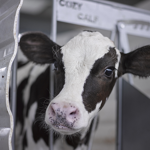 A young Holstein dairy calf looks out from her calf pen.