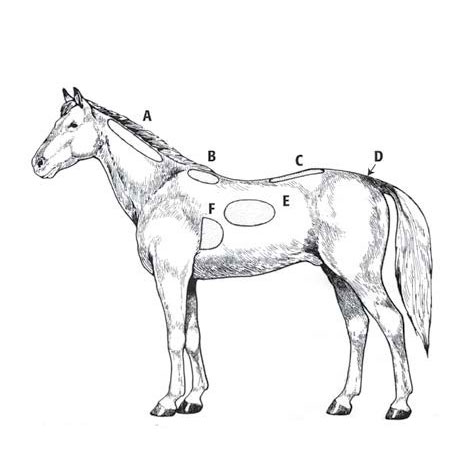 image of horse body condition scoring chart