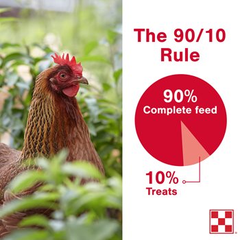 A pie chart showing how laying hens should receive 90% of their diet as complete feed and no more than 10% as chicken treats.