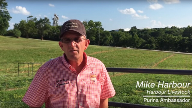 Purina Ambassador, Mike Harbour, talks about what to feed show goats for muscle and tone