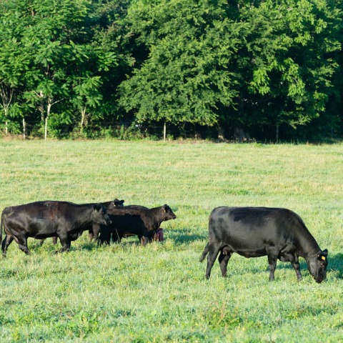 Cattle Mineral Tips for Fall | Purina Animal Nutrition
