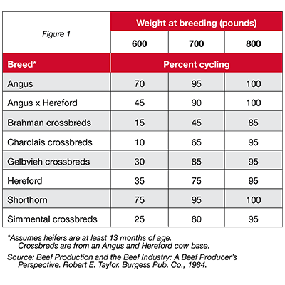 Dairy Heifer Weight Chart