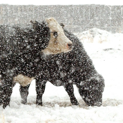 Tips for Wintering Cattle | Purina Animal Nutrition