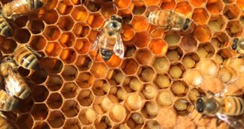 Bright colorful pollen in a hive.