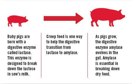 creep feeding effect on pig digestion