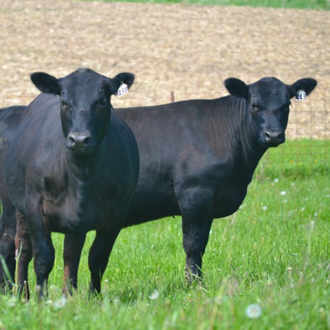 Cattle Mineral Tips For Spring Cattle Mineral Tips For Spring