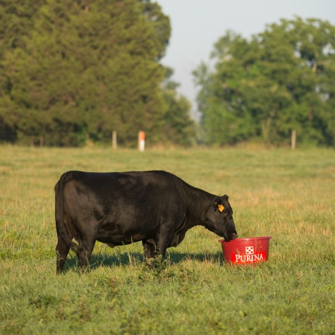 Rumen Microbes in Cows 101 | Purina Animal Nutrition