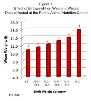 Table of data showing effect of pig birthweight on weaning weight