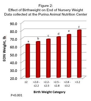Table of data showing pig birthweight on end of nursery weight