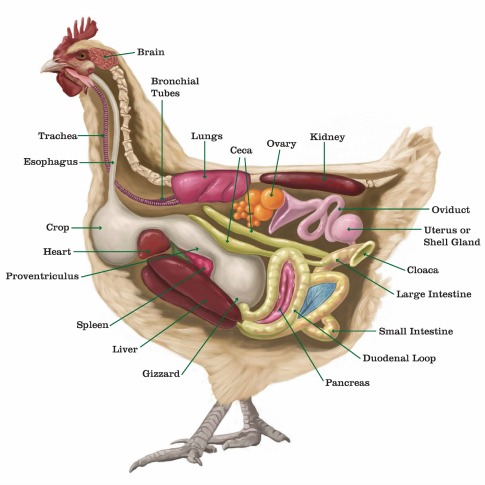 chicken eggs production
