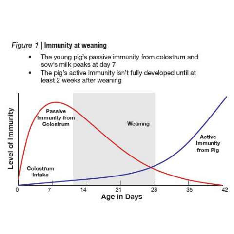 Pig immunity at weaning is lower than its early peak at day 7 from sow’s milk and day 42 from the pig’s own mature immune system.