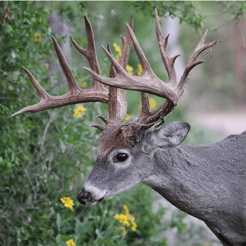 Purina Wildlife Purina Dealers Deliver Find Your Local Facebook