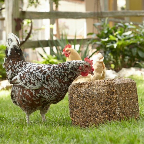 Backyard Poultry Flock Health Education Purina Animal 