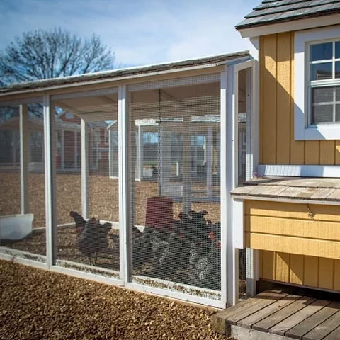 Video How Much Space To Chickens Need Purina Animal Nutrition